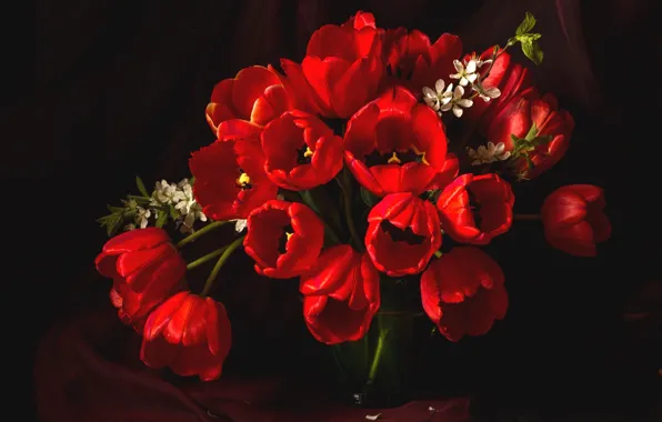 Picture red, cherry, bouquet, tulips