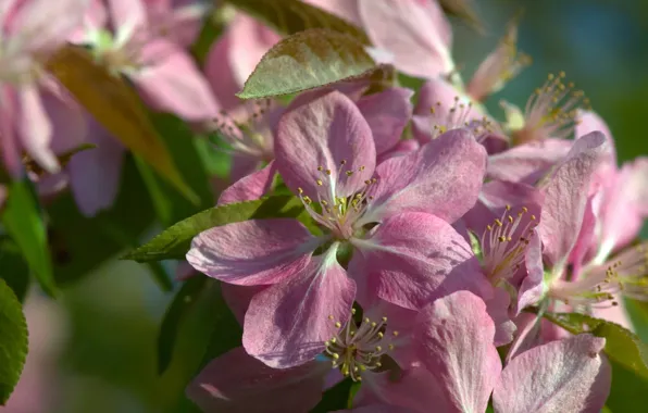 Macro, flowers, spring, Apple, flowering