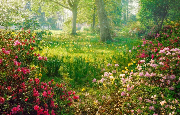 Light, flowers, glade, spring, the bushes, daffodils, Azalea, rhododendrons