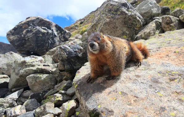 Picture stones, marmot, animal