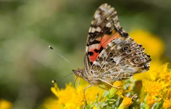 Macro, flowers, yellow, butterfly, wings, antennae