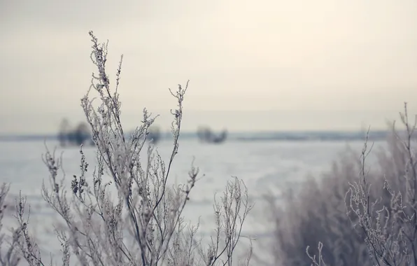 Picture field, nature, Winter