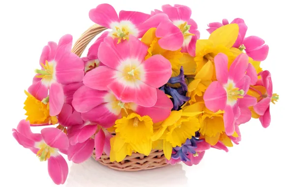 Picture white, flowers, background, tulips, basket, daffodils