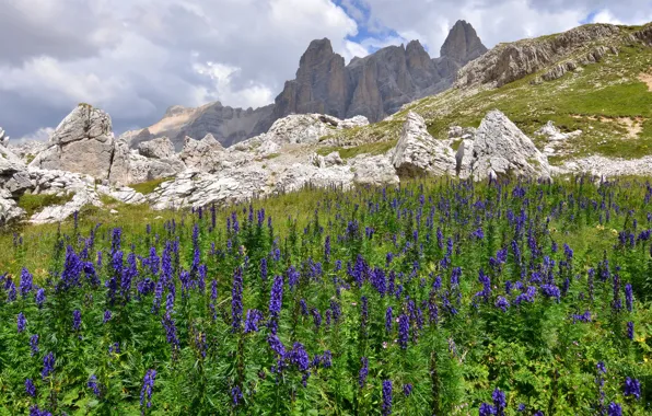 Field, summer, the sky, clouds, flowers, mountains, nature, stones