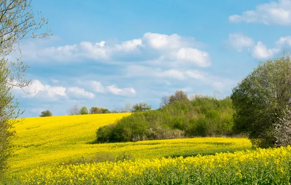 Forest, the sky, clouds, trees, flowers, blue, spring, dal