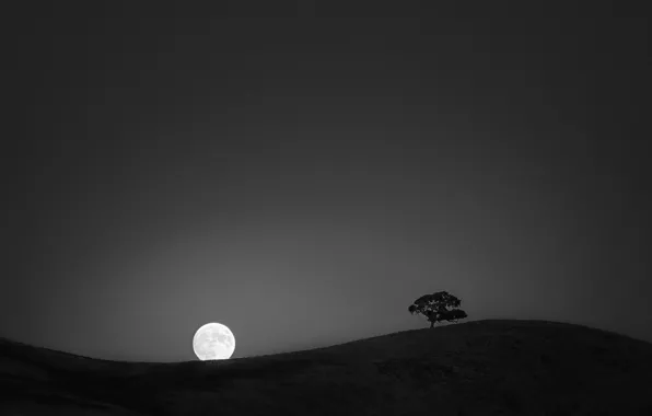 Tree, hills, The moon, Moon, tree, hills