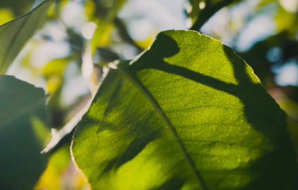 Picture leaves, macro, sunlight