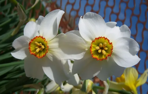 The sky, flowers, daffodils, Meduzanol ©, spring 2010
