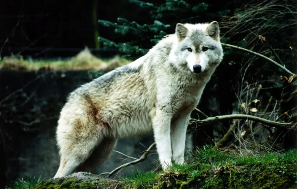 Nature, predator, animal, wolf, wildlife, portrait, portrait., Canis lupus. face