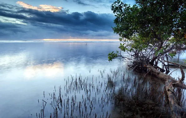 The sky, trees, landscape, lake