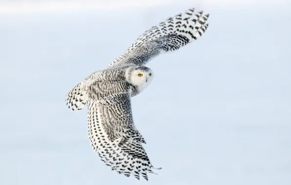 Flight, wings, Snowy owl