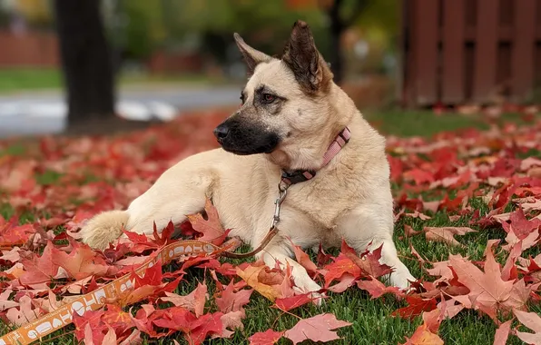 Leaves, lawn, dog, dog