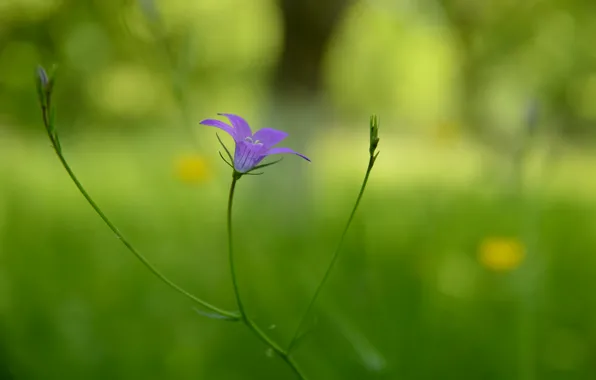 Picture flower, background, lilac, blur, stem