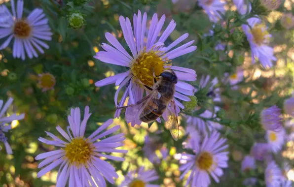 Flowers, bee, Daisy, September