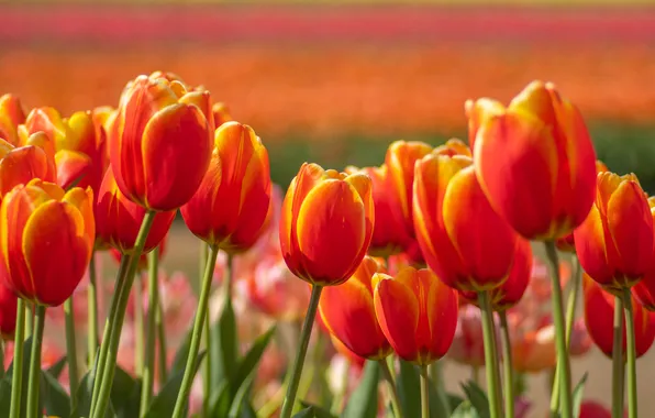 Field, light, flowers, stems, bright, spring, tulips, red