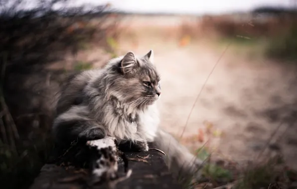 Picture Bokeh, Blur, Animals, Cats