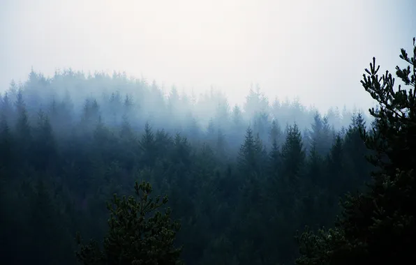 Picture forest, trees, fog