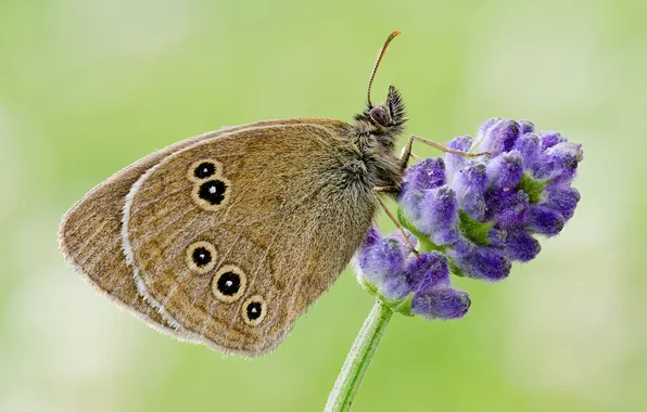Flowers, butterfly, plant, wings, insect, moth