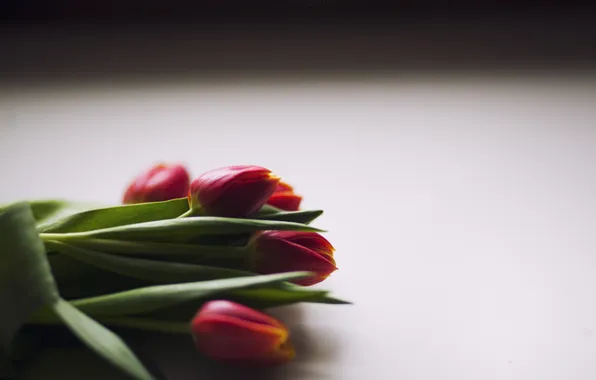 Flowers, petals, tulips, red