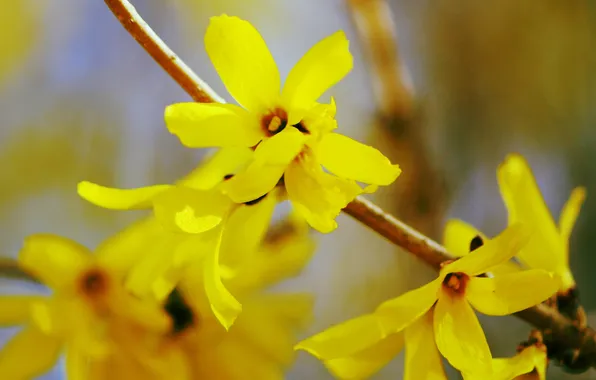 Flowers, branches, nature, petals