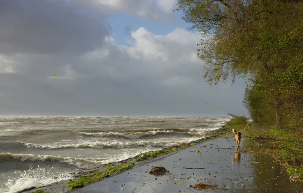 Wave, storm, the wind, shore, dog