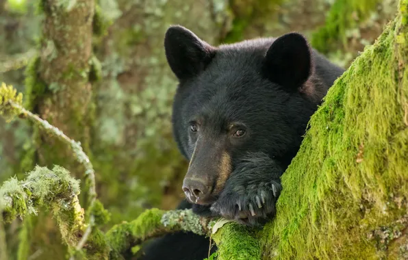 Look, face, moss, portrait, bear, Baribal, Black bear