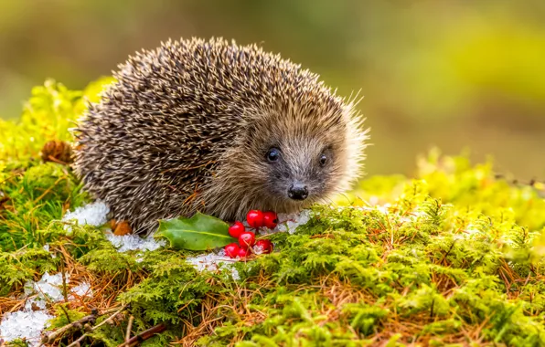 Autumn, look, snow, berries, moss, fruit, muzzle, hedgehog