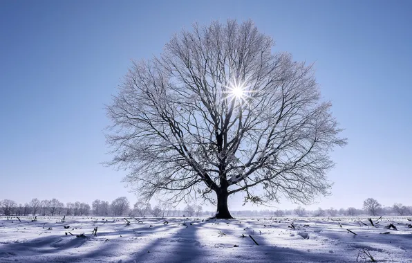 Picture winter, snow, tree, Germany