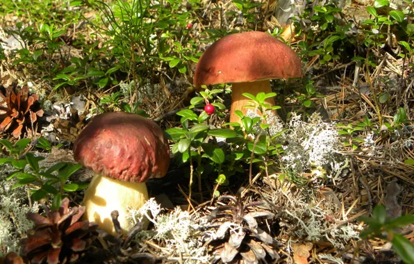 Picture mushrooms, bumps, white mushroom, cranberries, Borovik
