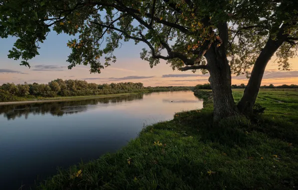 Landscape, nature, river, tree, the evening, Bank, Klyazma, Gregory Beltsy