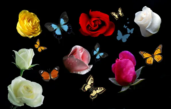 Picture flowers, collage, butterfly, roses