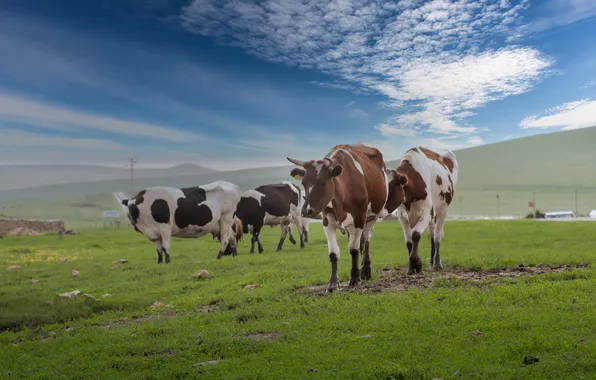 Field, the sky, cow, cows, pasture, a herd of cows