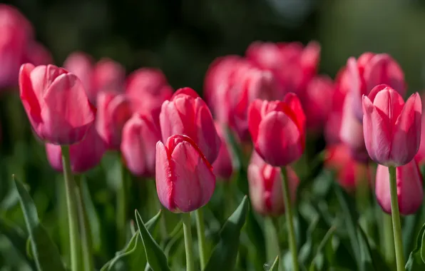 Flowers, spring, may, tulips