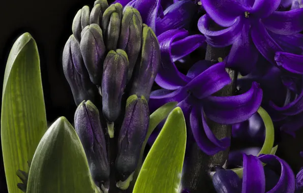 Purple, macro, hyacinth
