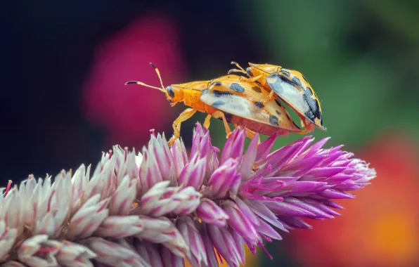 Flower, macro, love, insects, background, pink, plant, beetle