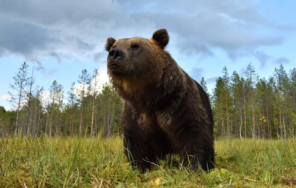 Forest, bear, gnats