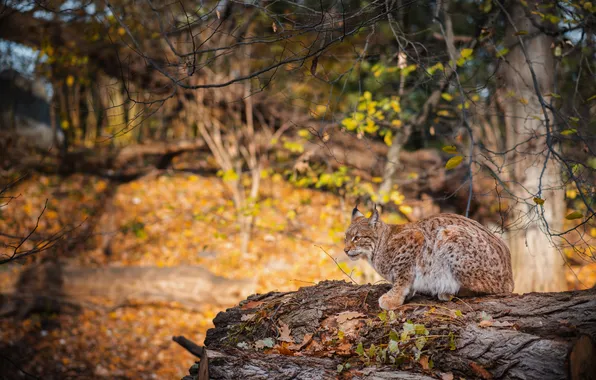 Autumn, forest, log, lynx