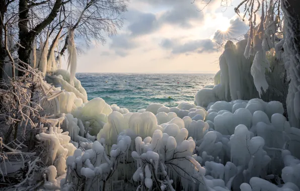 Ice, frost, sea, the sun, clouds, branches, nature, shore