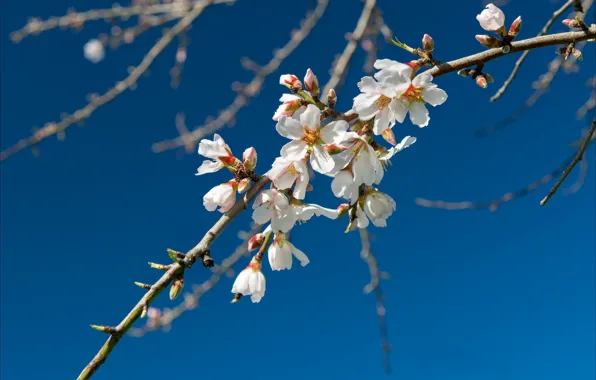 Picture the sky, branches, spring, petals, garden
