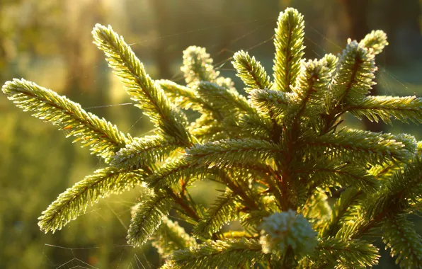 Frost, light, needles, branches, nature, web, needles, coniferous