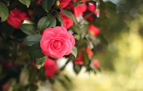 Picture flora, flora, the beauty of nature, pink flower, pink flower, natural beauty, Camellia japonica, Andrey …