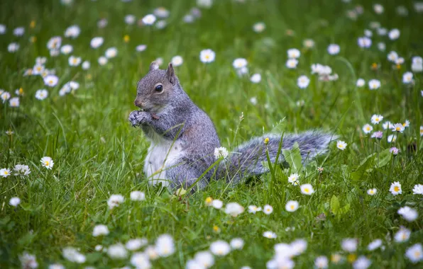 Grass, flowers, protein