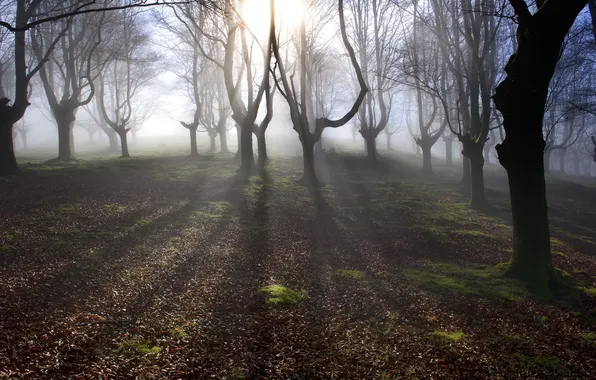 Picture forest, light, trees, fog, morning
