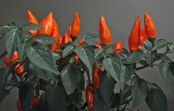 Leaves, plant, food, pepper, obosi