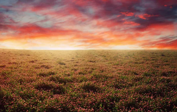 Field, landscape, flowers, nature, space, the sky. color