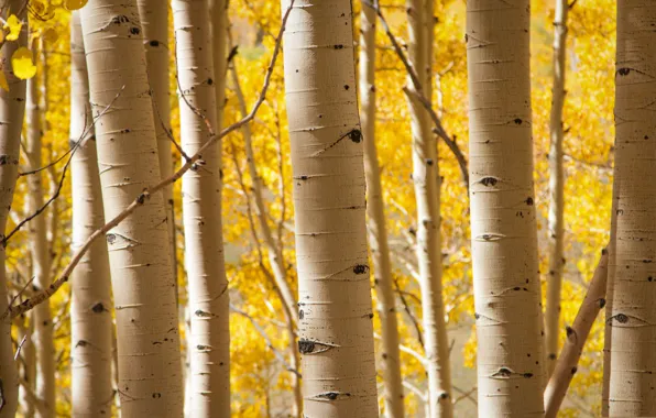 Autumn, trees, grove