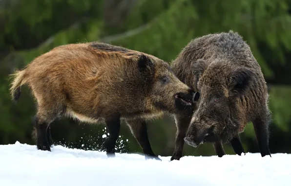 Winter, forest, snow, the game, pair, the snow, boar, muzzle