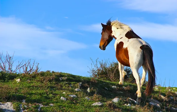 The sky, grass, clouds, pose, blue, stones, horse, blue