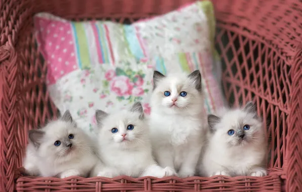 Cats, chair, kittens, pillow, company, cuties, blue-eyed, brood
