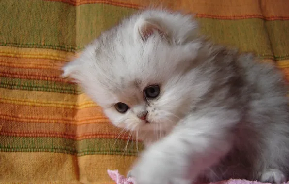 Picture fluffy, baby, kitty